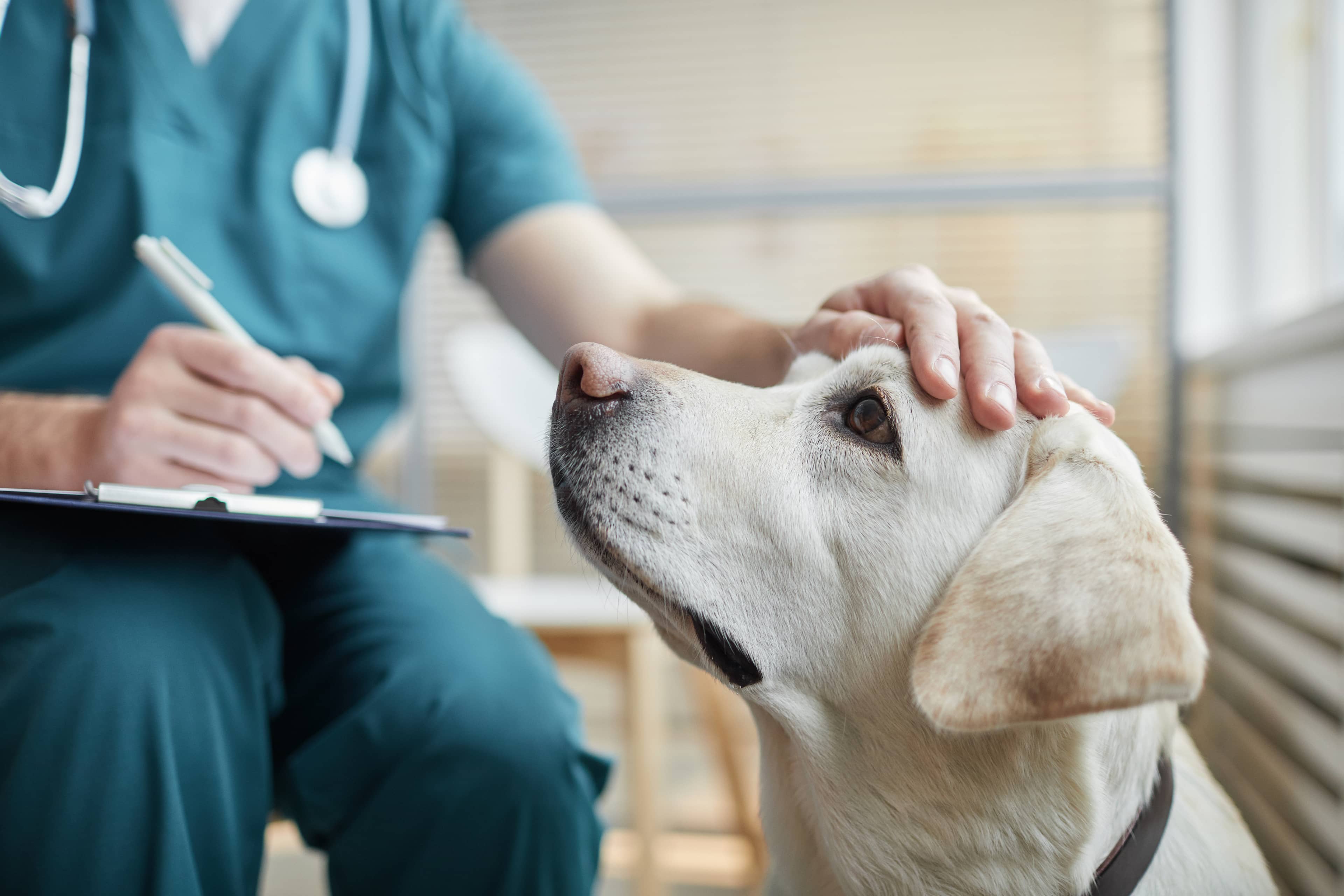 Vet touching dogs head